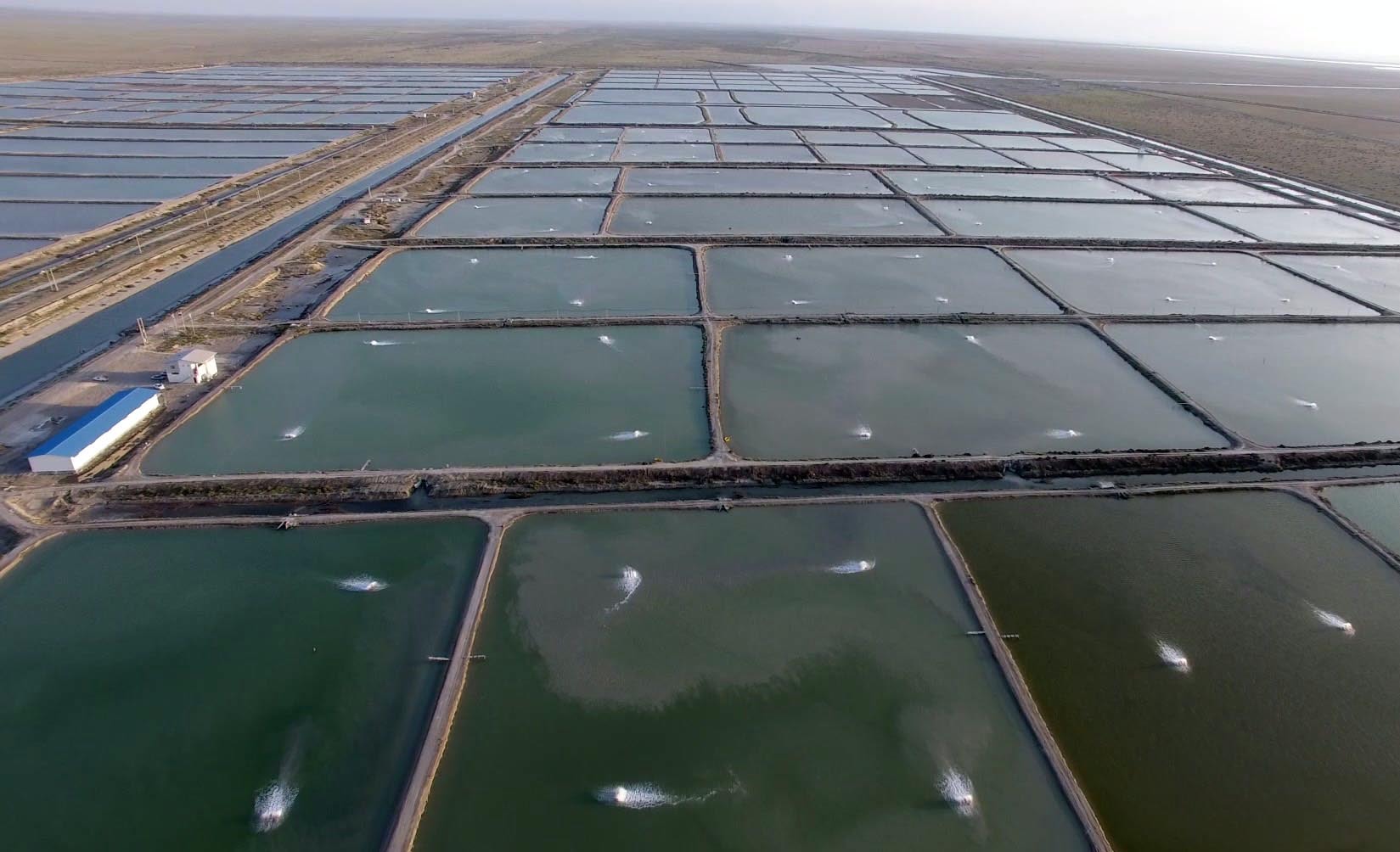 ۲ هزار تن میگو در مزارع ساحلی خوزستان تولید شد