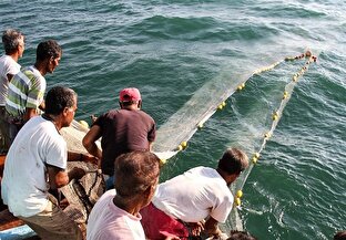 صدور مجوز صیادی آب‌های دور در دستور کار مجلس قرار دارد